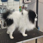 https://esteticanculiacanpetboutique.com