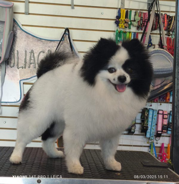 Corte Canino General - Imagen 2