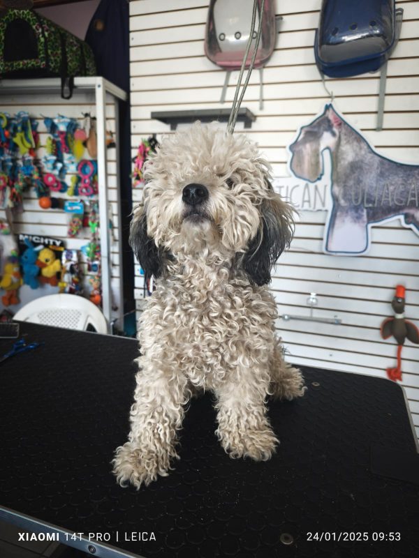 Corte Canino General - Imagen 3