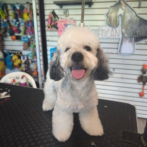 Corte Canino General