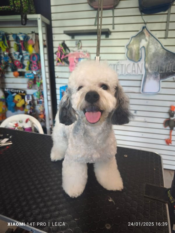 Corte Canino General