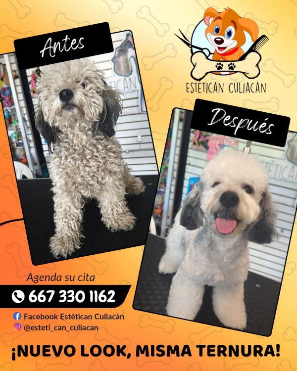 Corte Canino General - Imagen 2