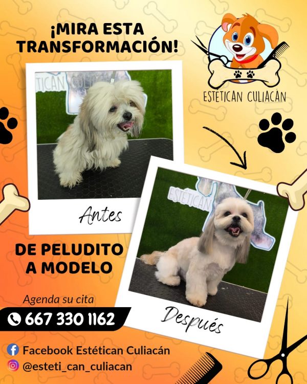 Corte Canino General - Imagen 3