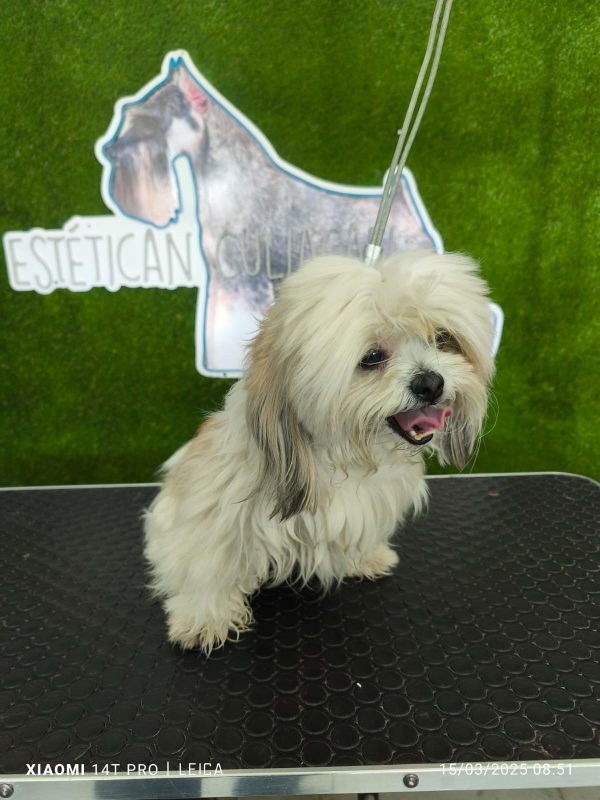 Corte Canino General