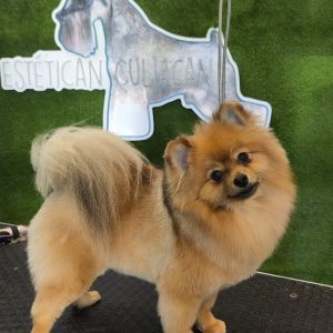 Corte Canino General