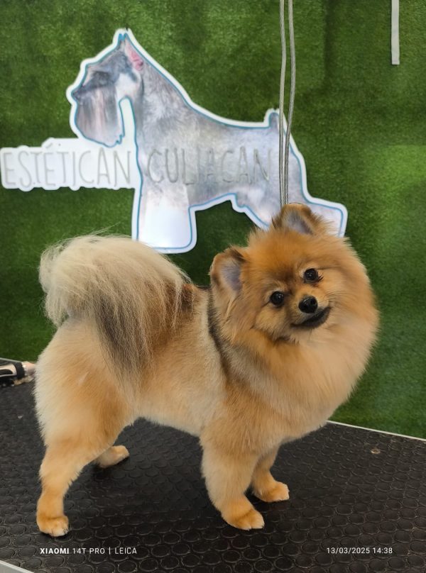 Corte Canino General